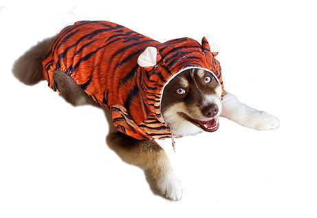 Picture of Tiger Costume