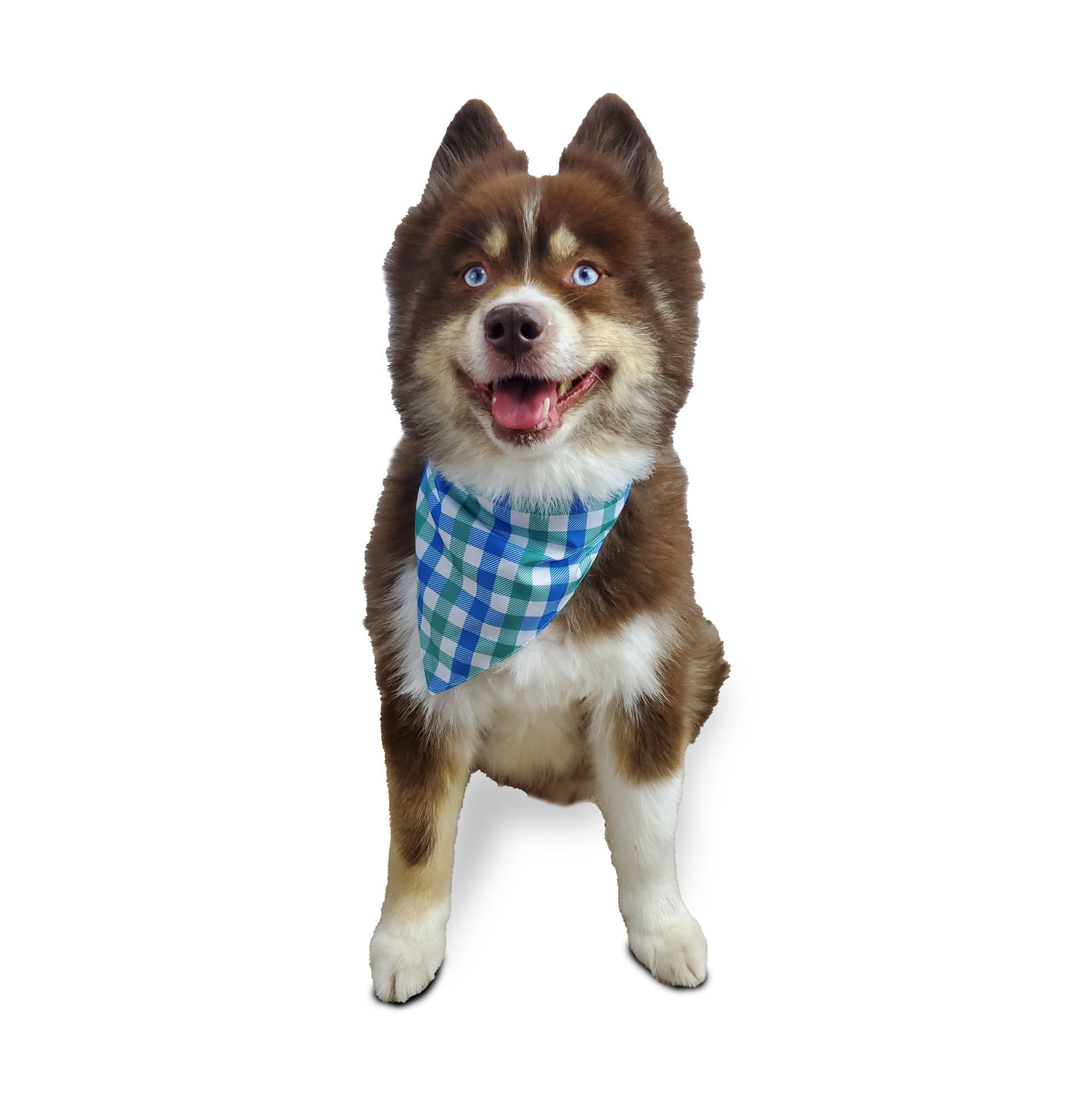 Picture of Two Sided Bandana - Nobody puts Puppy in the Corner